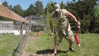 Fruit trees and shrub update