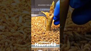 Mealworms vs Chili 🌶️  #insects #food #mealworms  #wormlapse #dogfood #timelapse @MealwormTimelapse