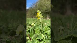 Surprising sights and sounds of nature at Bulwell Hall #shorts