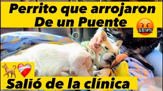 Salio de la clínica perro que arrojaron de un Puente 🐕❤️‍🩹😔