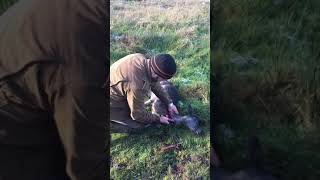 Field dressing a fallow doe