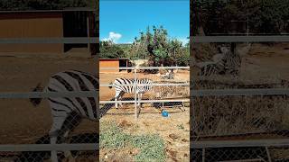 Зебры! 🦓❤ Зоопарк в Пафосе, Кипр // Zebras. Paphos Zoo, Cyprus