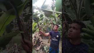 How to harvesting are banana #ep -280 #Short #trending #vairal #banana #food #agro 🍌🍌