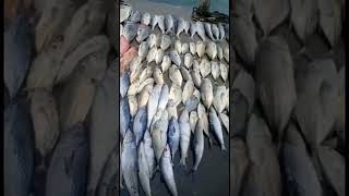 Hasil trip mancing bersama KM Singa Laut 14-16 Januari 2022