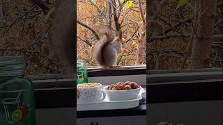 Бусинка убежала с орешком на дерево🏡😋🌰🐿❤🐾#белка #белочка #дружба #любовь #животные #осень #squirrel