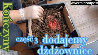 #wermikompost w domu ostatnia część,dodajemy #dżdżownice do #kompost przesiewany,hodowla dżdżownic