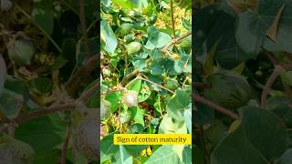 Sign of cotton maturity #cotton #cottonseeds #flood