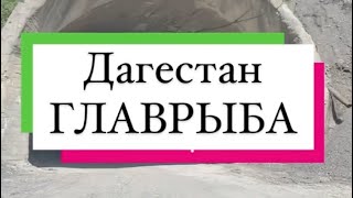 Дагестан ГЛАВРЫБА