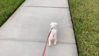 Mandy goes bonkers after her morning walk!