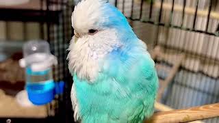 My Show Quality English Budgie !