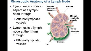 Lymph & Immune Anatomy