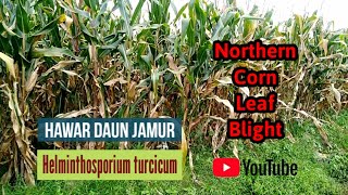 Hawar Daun Jagung Jamur Helminthosporium Turcicum (Lanjutan)