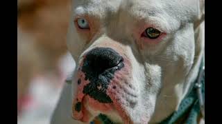 Dogo Argentino dog breed