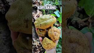 Cobain Namnam Si Kopi Anjing #buah #namnam #shorts