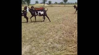 Ma sha Allah, Quality amratsari lailpuri nagri goats herd