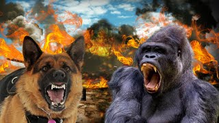 Gorilla vs German Shepherd