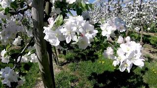 Obst-Blüte  in Lindau am Bodensee im April 2018