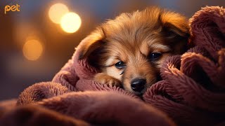 Dog Music: 24 HOURS | Deep Sleep Relaxation Melodies to CALM YOUR DOG #39