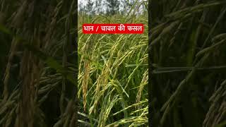 धान / चावल की फसल  🌾🧑‍🌾 #kisan #nature #farming #ytshorts #shorts #viralvideo #dailyvlog