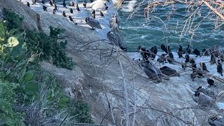 SAN DİEGO SEALİON , DENİZ ASLANLARI , AMERİKA TATİL #america #travel #nature #sealions #holiday