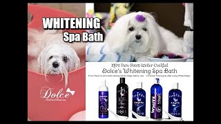 GROOMING: Dolce Paw Trimming - CC Stand and Groom Review Maltese Paw Hair Trimming Bravura 말티즈미용