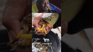 হাজার হাজার  মাছের পোনা মাছের পেট থাকি বের হচ্ছে #amazingfish #video #funny #fish #comedy #fishcomed