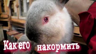 КАК НАКОРМИТЬ КРОЛЬЧАТ🐰 У ЧУЖОЙ КРОЛЬЧИХИ🐇 Кролики содержание и разведение