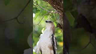 Crested Hawk Eagle #shorts