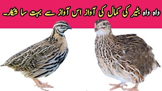 BATER KI AWAZ||BATER KI AWAAZ||BATER KI BANG||@Bilalbirdsfarming