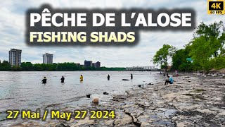 Shad Fishing at Les Berges du Barrage / Pêcheurs d'Alose aux Berges du Barrage, Montreal, Canada