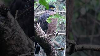 Eagle Eye closeup