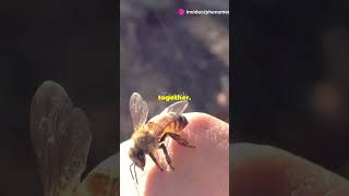 Did You Know? Honey Bees Can Recognize Human Faces! #viralvideo #trending #honey #earth #nature #cr7