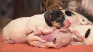 Mother Jack Russell dog giving birth to cute puppies