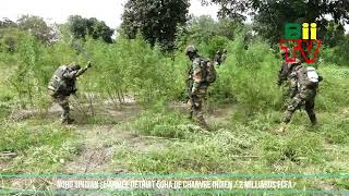 CASAMANCE (NORD SINDIAN) : L'ARMEE DETRUIT 50Ha YAMBA (Chanvre Indien) estimés à 2 Milliards FCFA