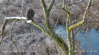 INWR Female brings stick to roost branch