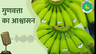 केला खेती में जरूरी ७ कदम ! 07 IMPORTANT STEPS IN BANANA FARMING 🍌@Bananasmartfarming