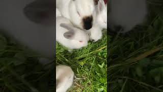 cute little white rabbits munching grass #rabbit #rabbits