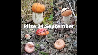 Einige Funde am 24.September trotz Trockenheit/Rotkappen/Birkenpilze/Edelreizker