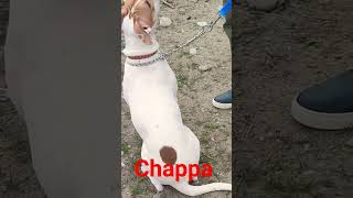 Chappa