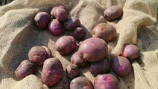 Purple Viking Potatoes [not really a 'reveal'...]