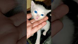 Beautiful Cute Kitten😻#viral #tiktok #kitten