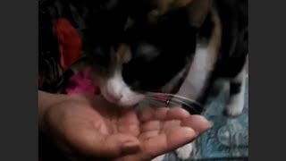 Cute cat drinking water with hand #Shorts #youtubeshorts