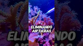 Plagas: Aiptasias #pecera #acuario #acuariofilia