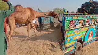 Don't miss End, Thar Camels