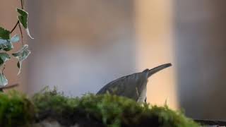 How to Listen to a Bird's Morning Song - Morning Bird sounds