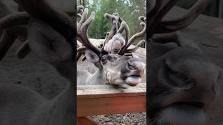 Visiting a Finnish reindeer farm was on the top of my bucket list #reindeer #foryou #finland