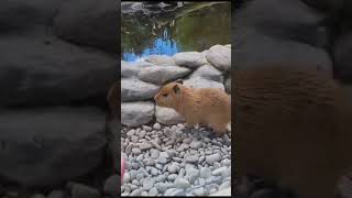 Fajne i słodkie kapibary #shorts #capybara