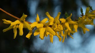 Forsythia Bushes Spring Flowers: Seeing Yellow Series