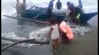 PLENTY FISHES AT SHORE LINE