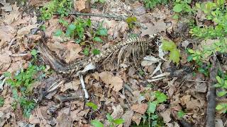 A strange, dead creature found up in northern New Jersey. What is it gang?